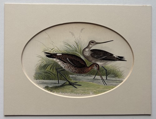 Incisione uccellino godwits - uccellino,