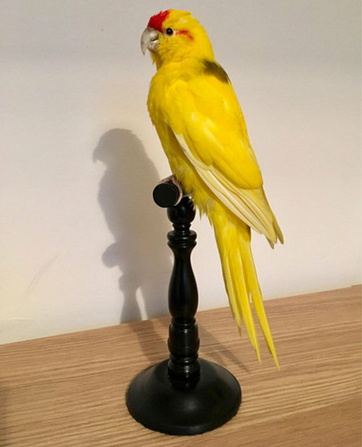 Wooden taxidermy stand mount - wooden,