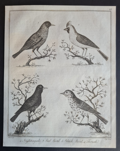 Stampa antica 1792 uccellini - stampa,