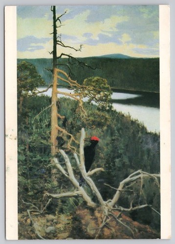 C42558 great black - black, woodpecker