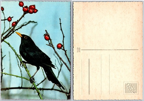 Cartolina continental black - cartolina,